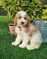 Branson (miniature), a male Goldendoodle and Miniature Goldendoodle for sale in Indianapolis, IN – 2 of 5