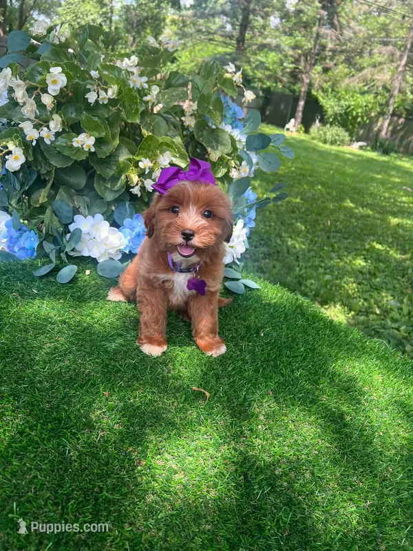 Dutchess – Miniature Goldendoodle puppy for sale in Indianapolis, IN