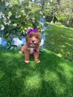 Dutchess, a female Miniature Goldendoodle for sale in Indianapolis, IN – 1 of 5