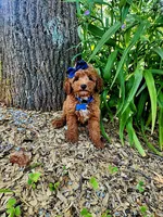Penny (micro), a female Goldendoodle and Miniature Goldendoodle for sale in Indianapolis, IN – 5 of 5