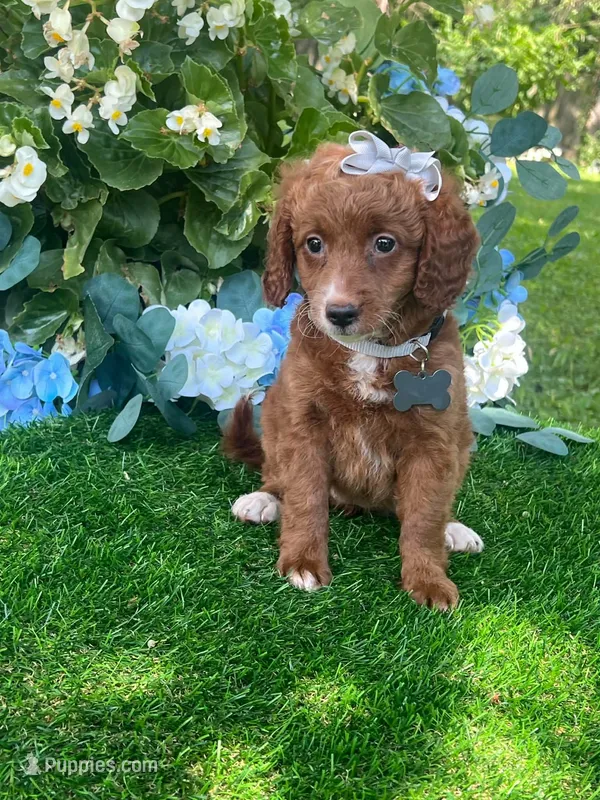 Elanor – Goldendoodle puppy for sale in Indianapolis, IN