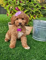 Elsie (miniature), a female Miniature Goldendoodle for sale in Indianapolis, IN – 3 of 8