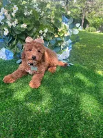 Savannah, a female Goldendoodle for sale in Indianapolis, IN – 3 of 4