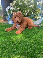 Savannah, a female Goldendoodle for sale in Indianapolis, IN – 2 of 4