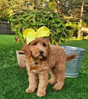 Dutchess (miniature), a female Miniature Goldendoodle for sale in Indianapolis, IN – 6 of 6