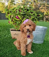 Elsie (miniature), a female Miniature Goldendoodle for sale in Indianapolis, IN – 5 of 8