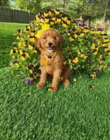 Penny, a female Miniature Goldendoodle for sale in Indianapolis, IN – 7 of 8