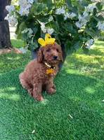Elsie (micro mini), a female Goldendoodle for sale in Indianapolis, IN – 8 of 9