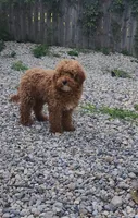 Oliver, a male Goldendoodle for sale in Indianapolis, IN – 2 of 3