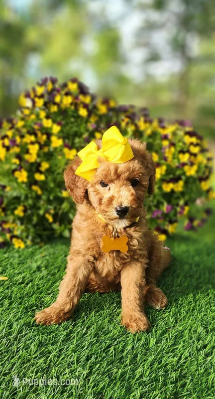 Penny, a female Miniature Goldendoodle for sale in Indianapolis, IN – 1 of 8