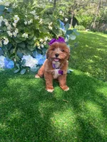 Dutchess, a female Miniature Goldendoodle for sale in Indianapolis, IN – 4 of 5