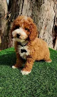 Corbin f1b, a male Cavapoo for sale in Indianapolis, IN – Photo 2 of 5