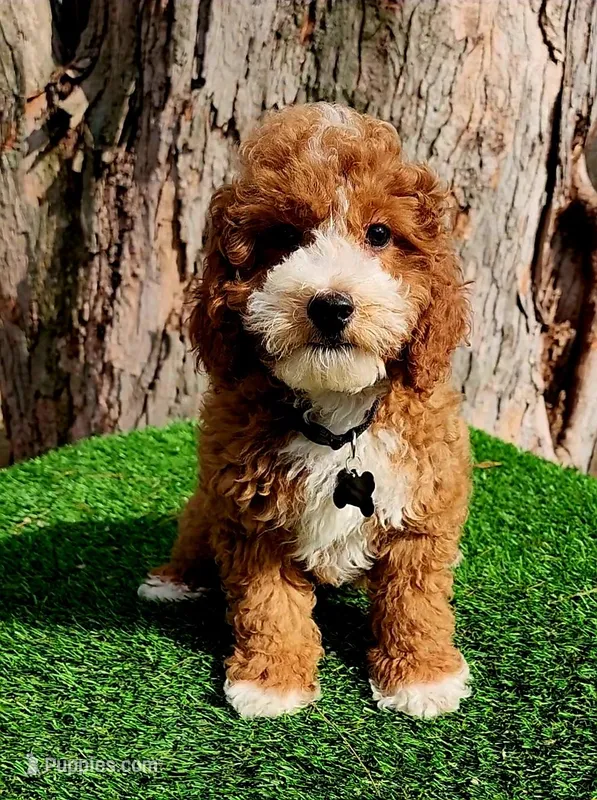 Corbin f1b – Cavapoo puppy for sale in Indianapolis, IN