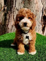 Corbin f1b, a male Cavapoo for sale in Indianapolis, IN – Photo 1 of 5