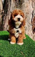 Corbin f1b, a male Cavapoo for sale in Indianapolis, IN – Photo 5 of 5