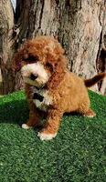 Corbin f1b, a male Cavapoo for sale in Indianapolis, IN – Photo 3 of 5