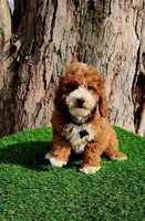 Corbin f1b, a male Cavapoo for sale in Indianapolis, IN – Photo 4 of 5
