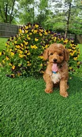 Perry, a male Goldendoodle and Miniature Goldendoodle for sale in Indianapolis, IN – 7 of 9