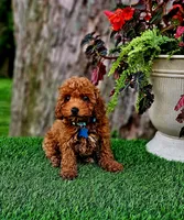 Rhett, a male Poodle - Toy  for sale in Indianapolis, IN – 3 of 8