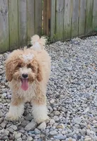Byron (miniature), a male Goldendoodle and Miniature Goldendoodle for sale in Indianapolis, IN – 2 of 3