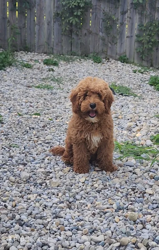 Oliver – Goldendoodle puppy for sale in Indianapolis, IN