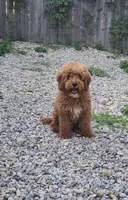 Oliver, a male Goldendoodle for sale in Indianapolis, IN – 1 of 3