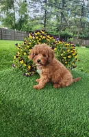 Charlie, a male Goldendoodle and Miniature Goldendoodle for sale in Indianapolis, IN – 4 of 4