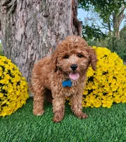 Simba, a male Goldendoodle for sale in Indianapolis, IN – 2 of 2