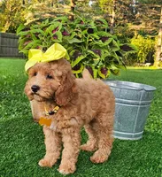 Dutchess (miniature), a female Miniature Goldendoodle for sale in Indianapolis, IN – 4 of 6