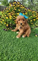 Dutchess  (miniature), a female Goldendoodle and Miniature Goldendoodle for sale in Indianapolis, IN – 5 of 6