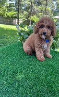 Perry (miniature), a male Goldendoodle and Miniature Goldendoodle for sale in Indianapolis, IN – 1 of 6