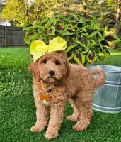 Dutchess (miniature), a female Miniature Goldendoodle for sale in Indianapolis, IN – 3 of 6