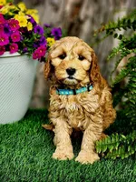 Bernie (miniature), a male Goldendoodle for sale in Indianapolis, IN – 2 of 3