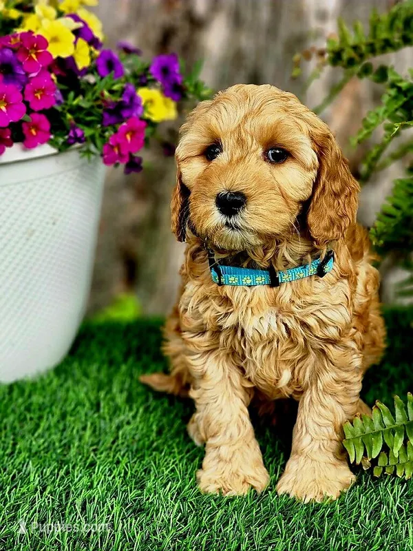 Bernie (miniature), a male Goldendoodle for sale in Indianapolis, IN – 1 of 3