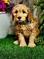 Bernie (miniature), a male Goldendoodle for sale in Indianapolis, IN – 3 of 3