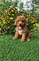 Perry, a male Goldendoodle and Miniature Goldendoodle for sale in Indianapolis, IN – 9 of 9