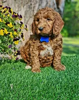 Brody (miniature), a male Goldendoodle and Miniature Goldendoodle for sale in Indianapolis, IN – 4 of 4