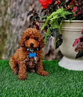 Rhett, a male Poodle - Toy  for sale in Indianapolis, IN – 8 of 8