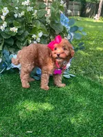 Ella (micro), a female Goldendoodle and Miniature Goldendoodle for sale in Indianapolis, IN – 5 of 5