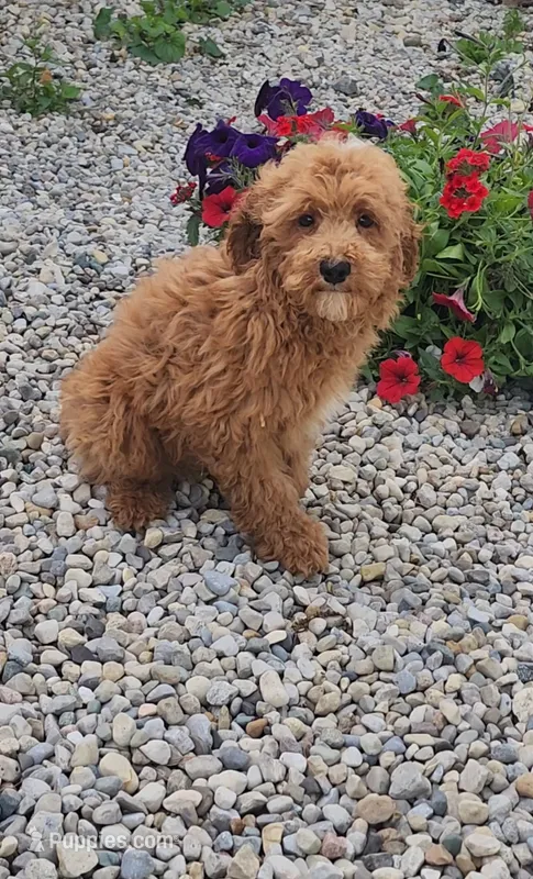 Barry  (miniature) – Goldendoodle, Miniature Goldendoodle puppy for sale in Indianapolis, IN