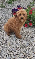 Barry  (miniature), a male Goldendoodle and Miniature Goldendoodle for sale in Indianapolis, IN – 1 of 2