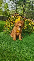Penny, a female Miniature Goldendoodle for sale in Indianapolis, IN – 2 of 8
