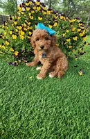 Dutchess  (miniature), a female Goldendoodle and Miniature Goldendoodle for sale in Indianapolis, IN – 4 of 6