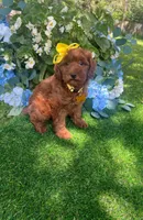 Ella (micro), a female Goldendoodle and Miniature Goldendoodle for sale in Indianapolis, IN – 4 of 4