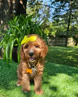 Daphne  (micro), a female Miniature Goldendoodle for sale in Indianapolis, IN – 3 of 3