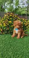 Perry, a male Goldendoodle and Miniature Goldendoodle for sale in Indianapolis, IN – 3 of 9