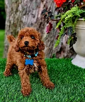 Rhett, a male Poodle - Toy  for sale in Indianapolis, IN – 7 of 8