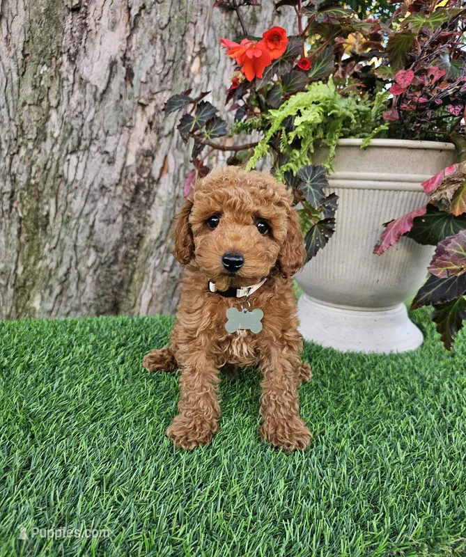 Remy – Poodle - Toy  puppy for sale in Indianapolis, IN