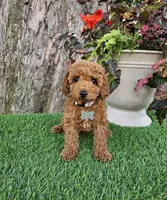 Remy, a male Poodle - Toy  for sale in Indianapolis, IN – 1 of 1