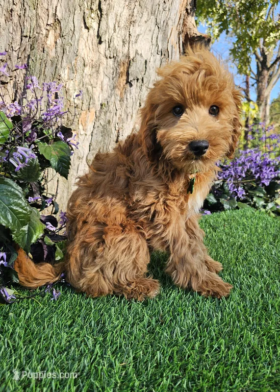 Sebastian – Goldendoodle puppy for sale in Indianapolis, IN